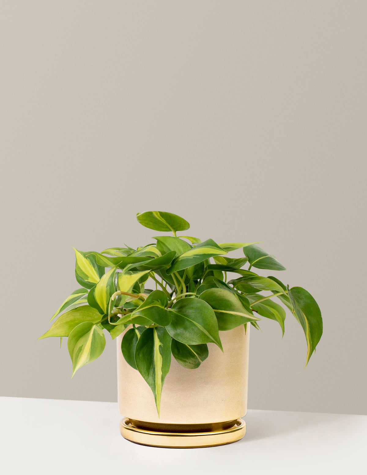  Philodendron Brasil