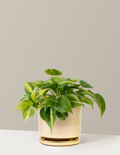  Philodendron Brasil