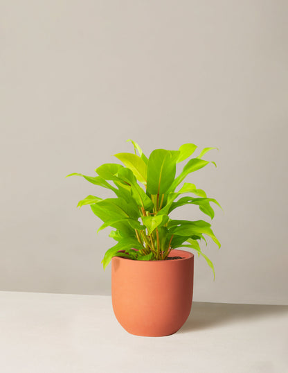  Philodendron Ceylon Beauty