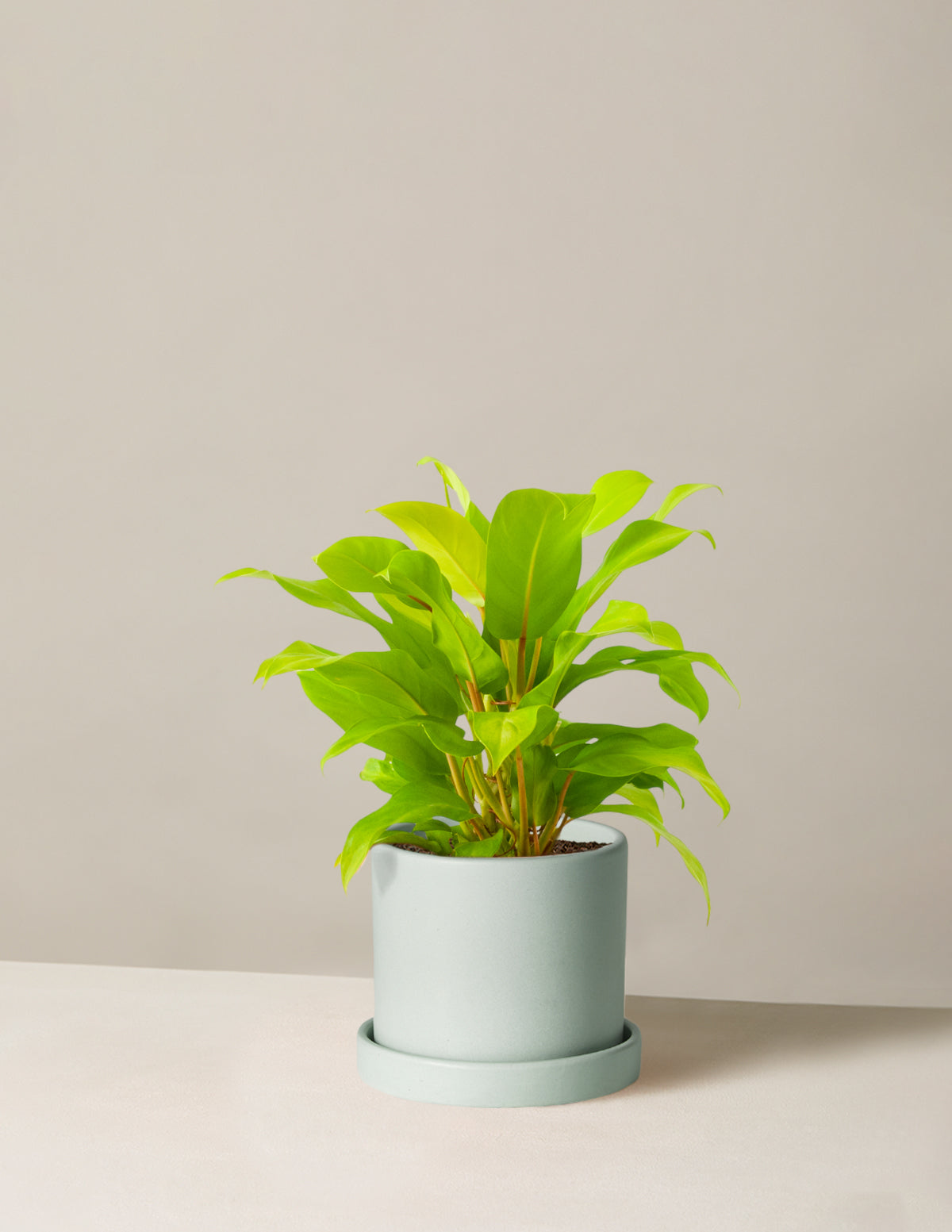  Philodendron Ceylon Beauty