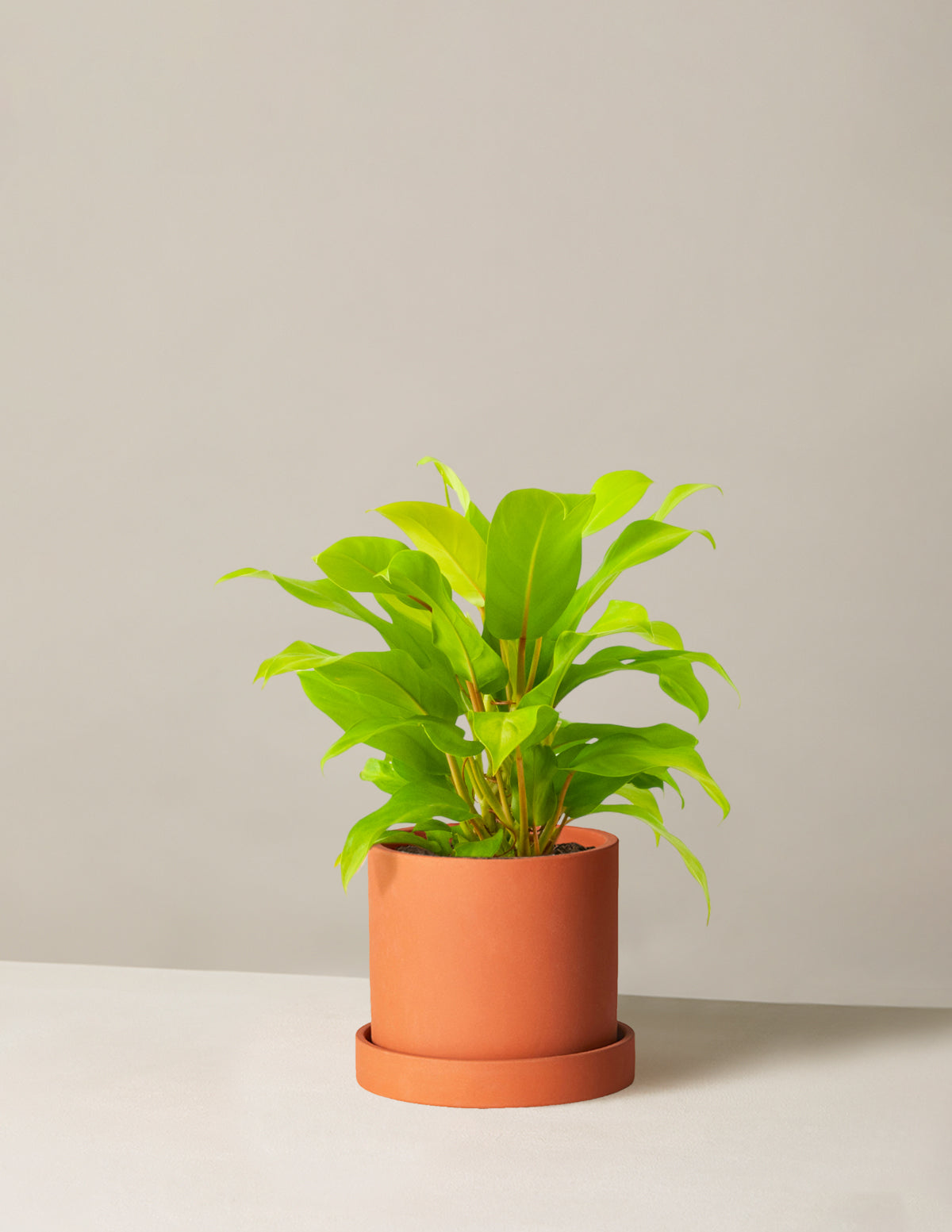  Philodendron Ceylon Beauty