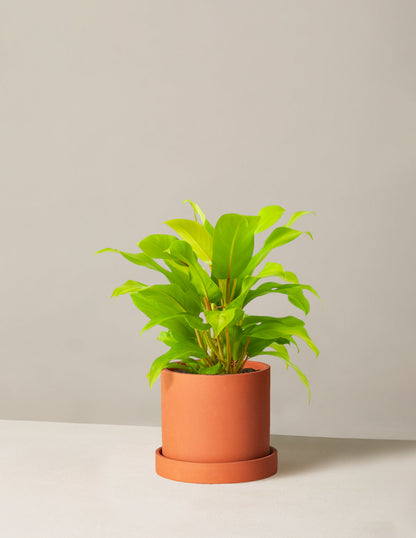  Philodendron Ceylon Beauty