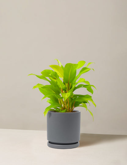  Philodendron Ceylon Beauty