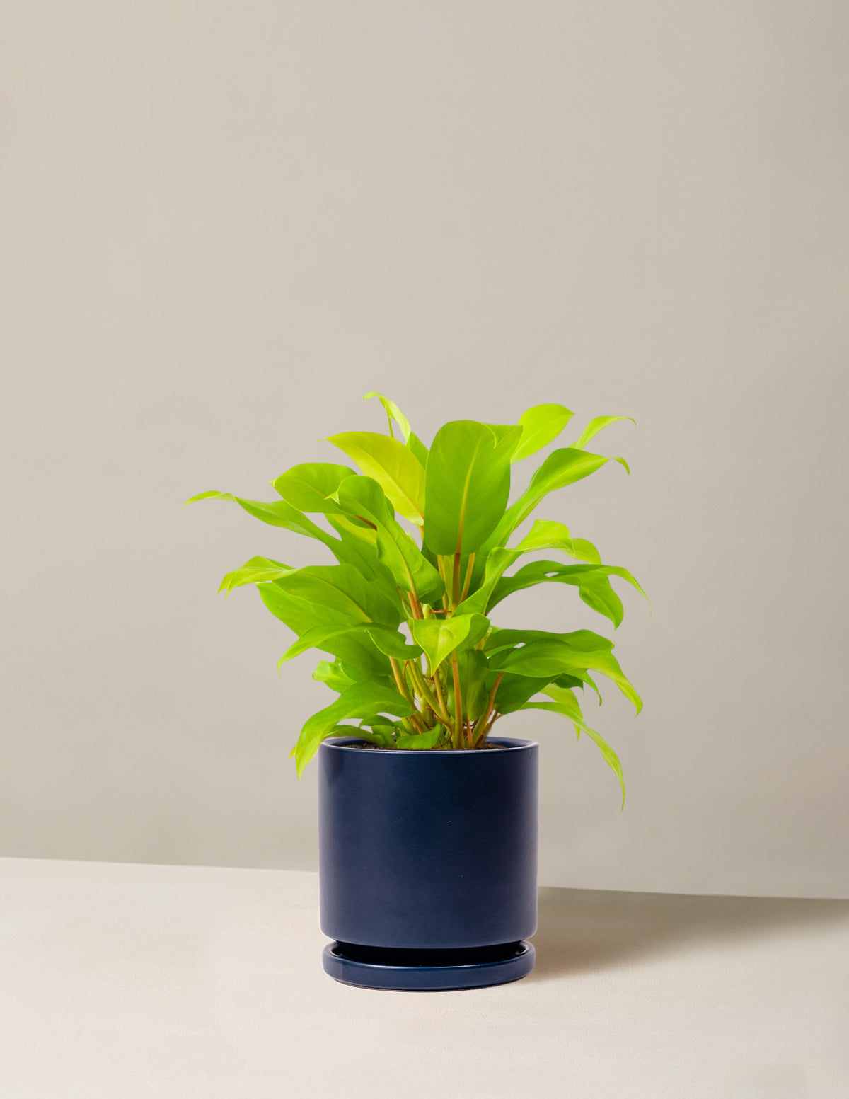  Philodendron Ceylon Beauty