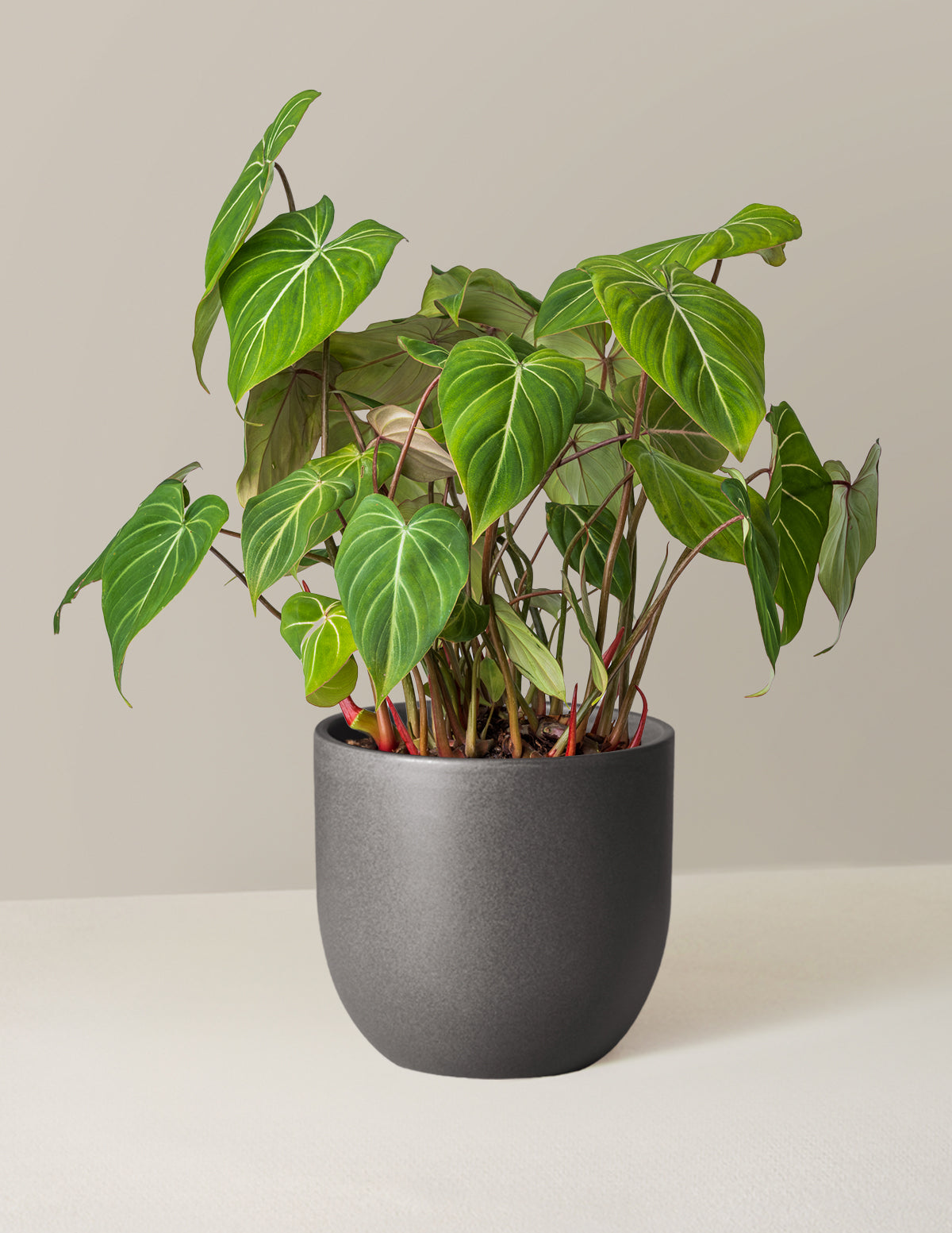  Philodendron Gloriosum