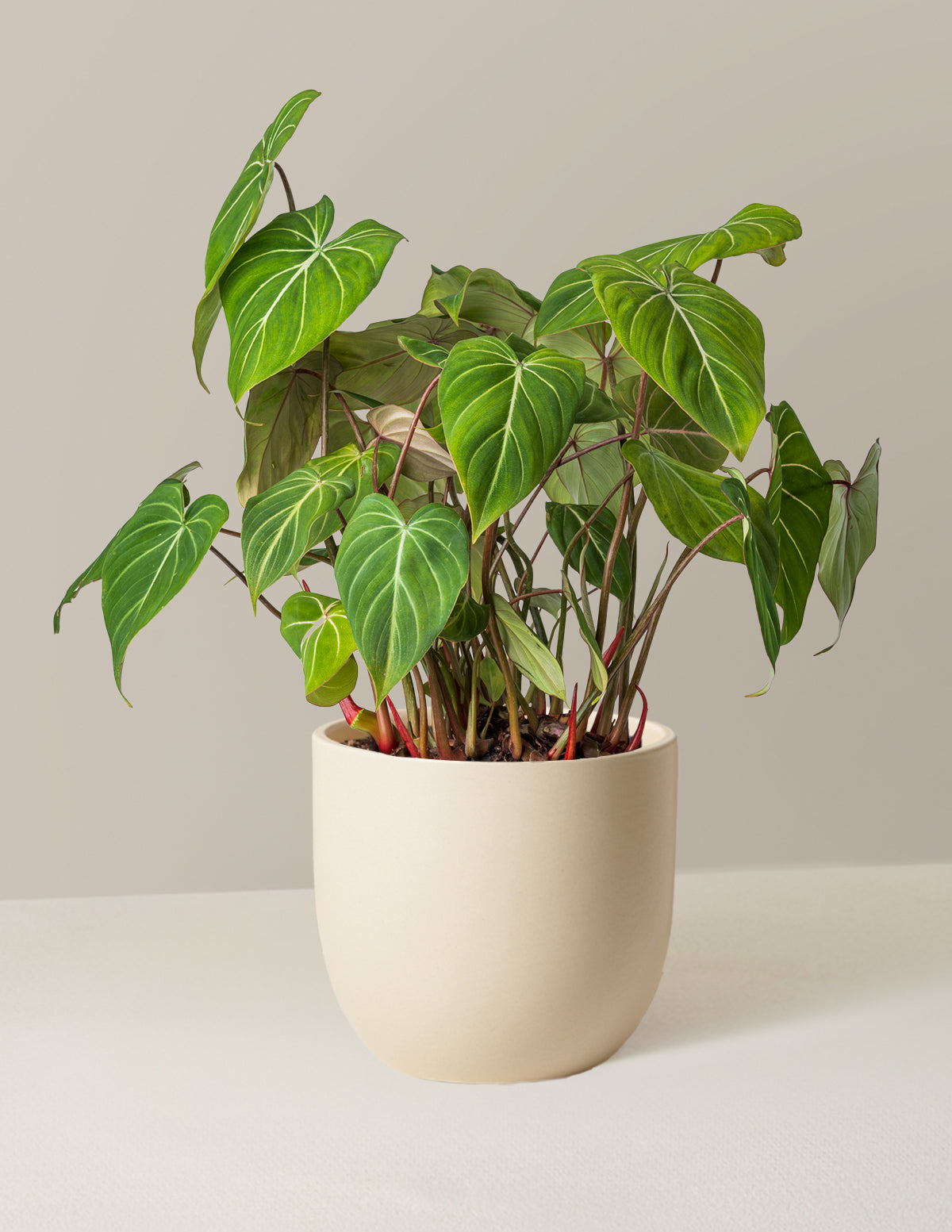  Philodendron Gloriosum