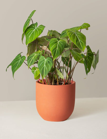  Philodendron Gloriosum