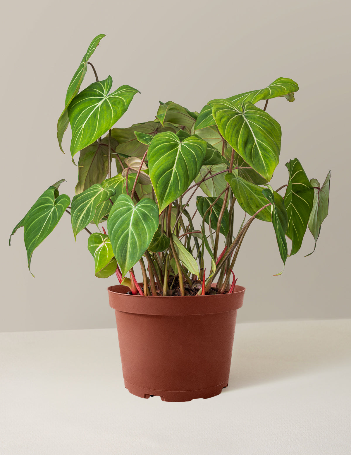  Philodendron Gloriosum
