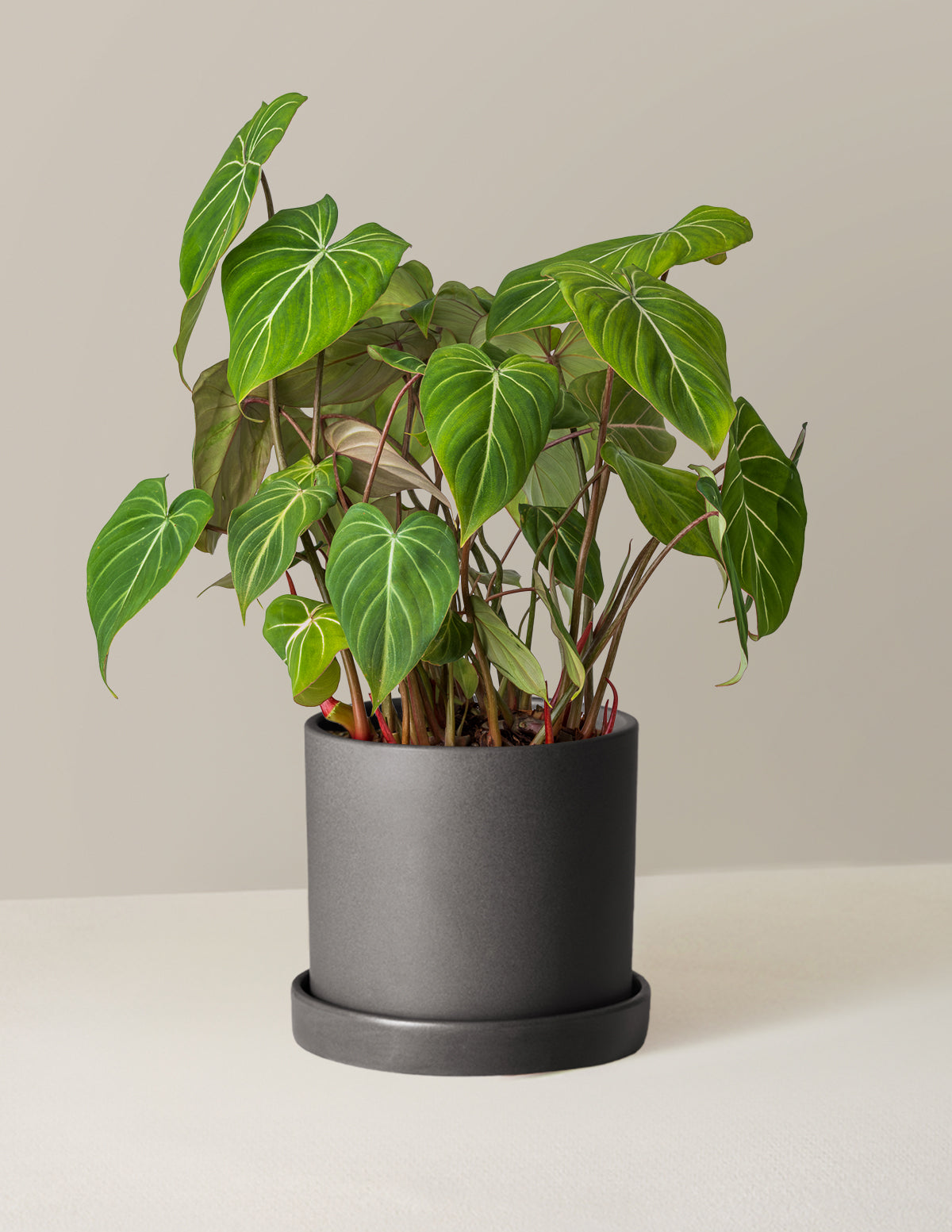  Philodendron Gloriosum
