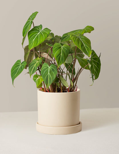  Philodendron Gloriosum