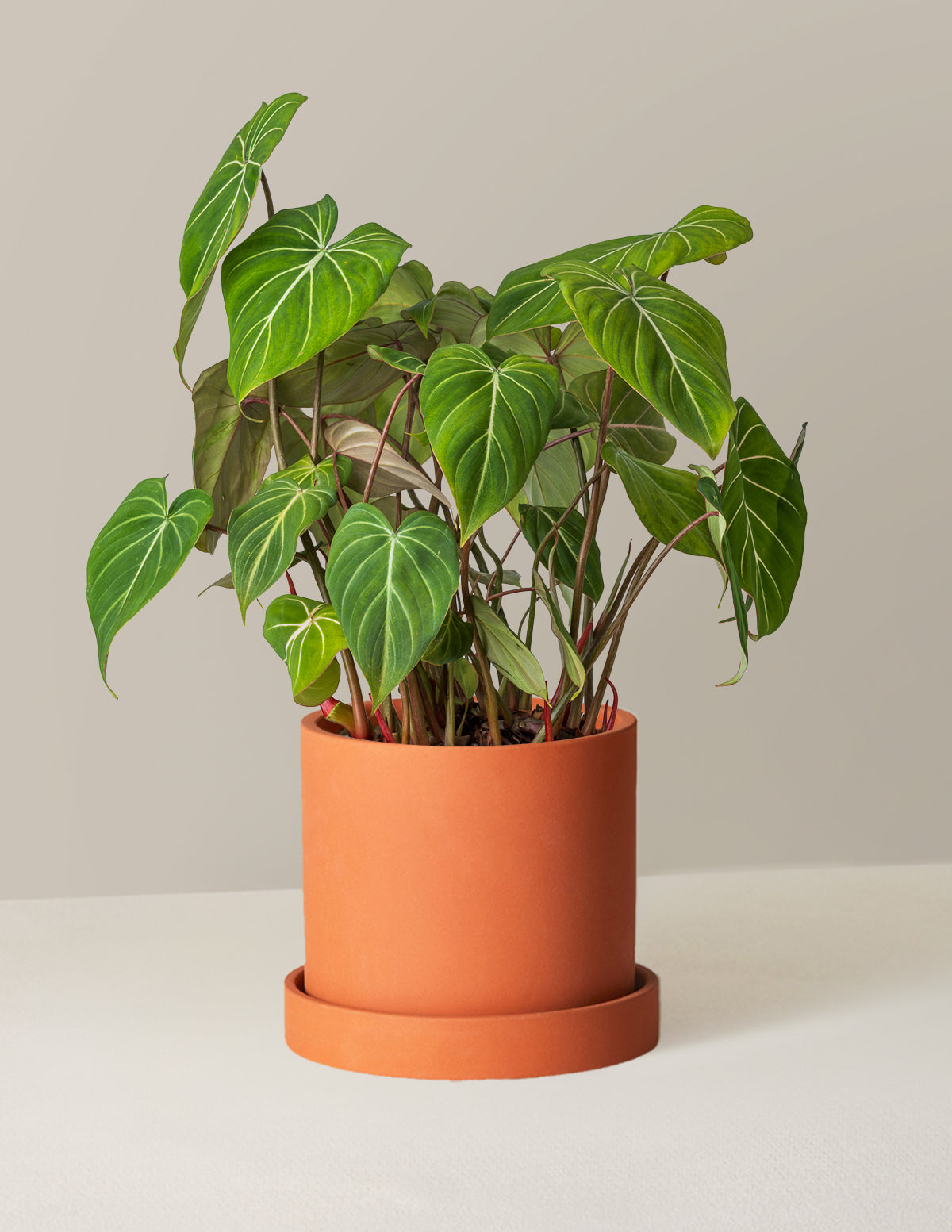  Philodendron Gloriosum