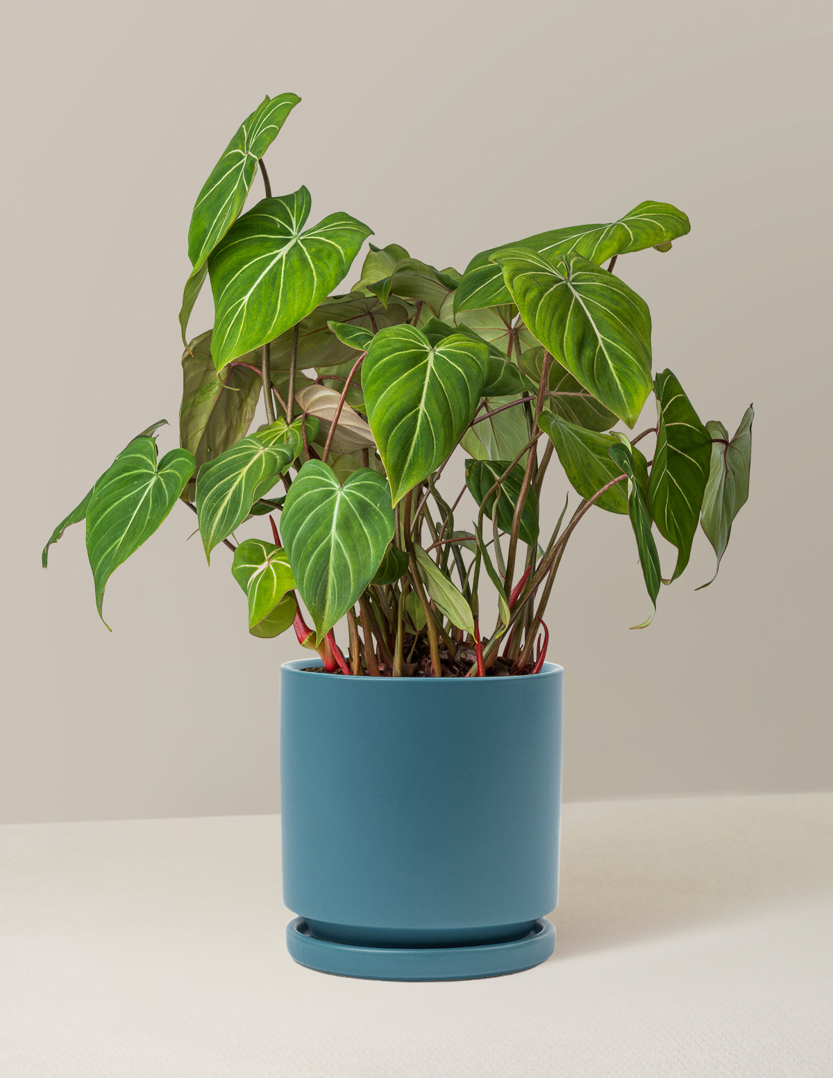 Philodendron Gloriosum