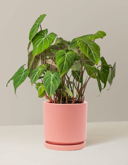  Philodendron Gloriosum