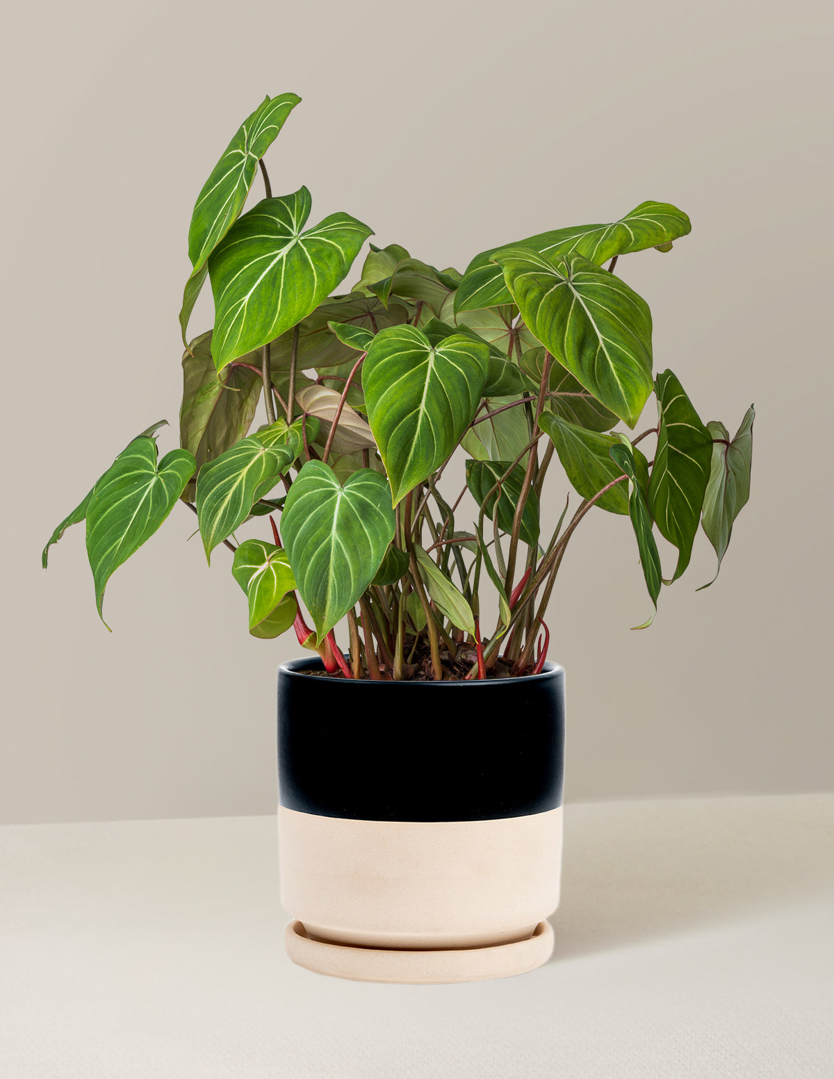  Philodendron Gloriosum