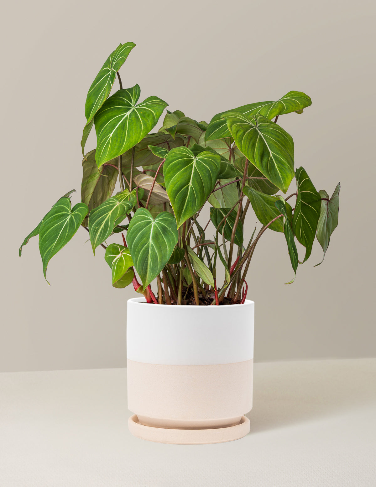 Philodendron Gloriosum