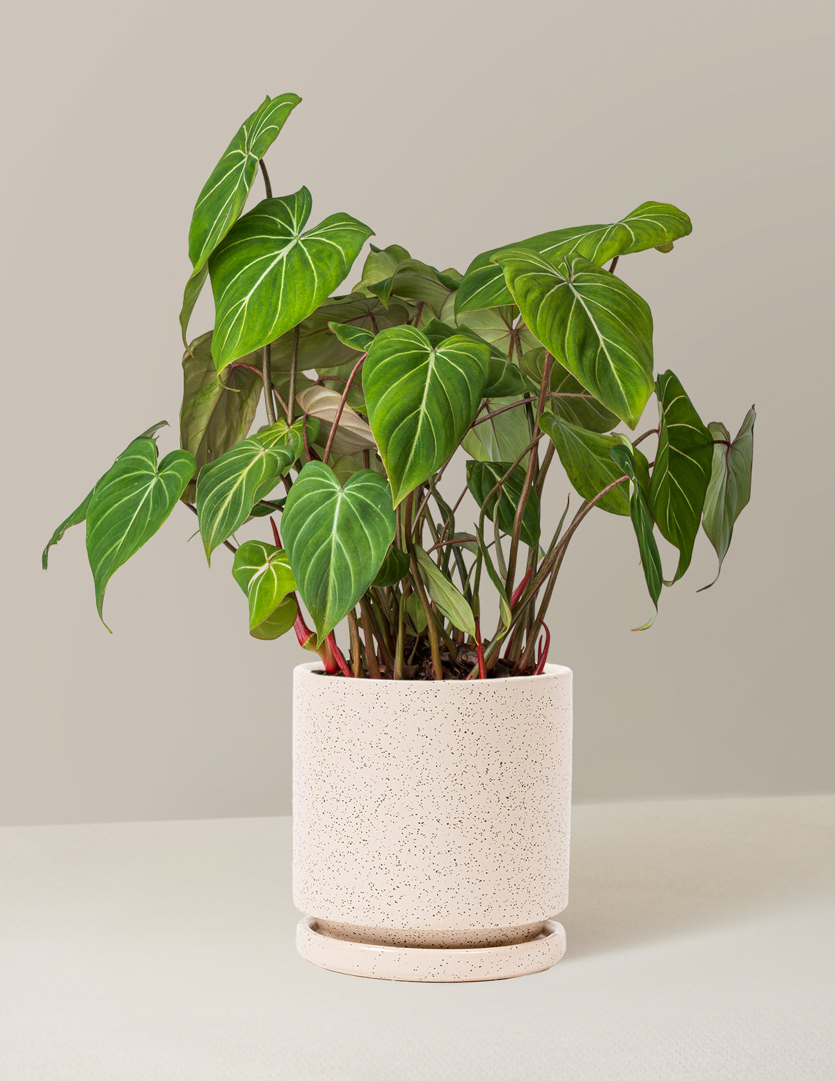  Philodendron Gloriosum