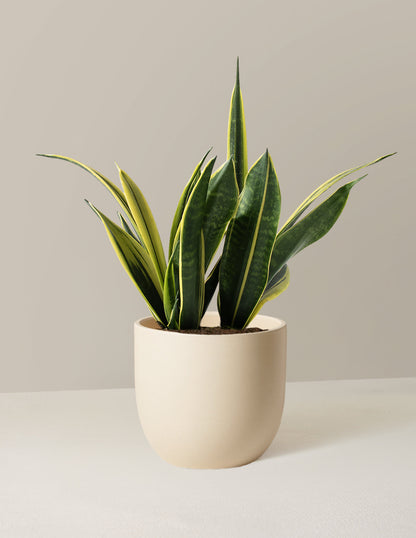  Snake Gold Flame