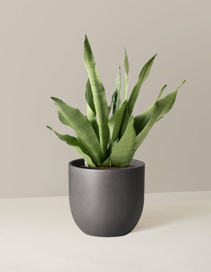  Moonshine Snake Plant