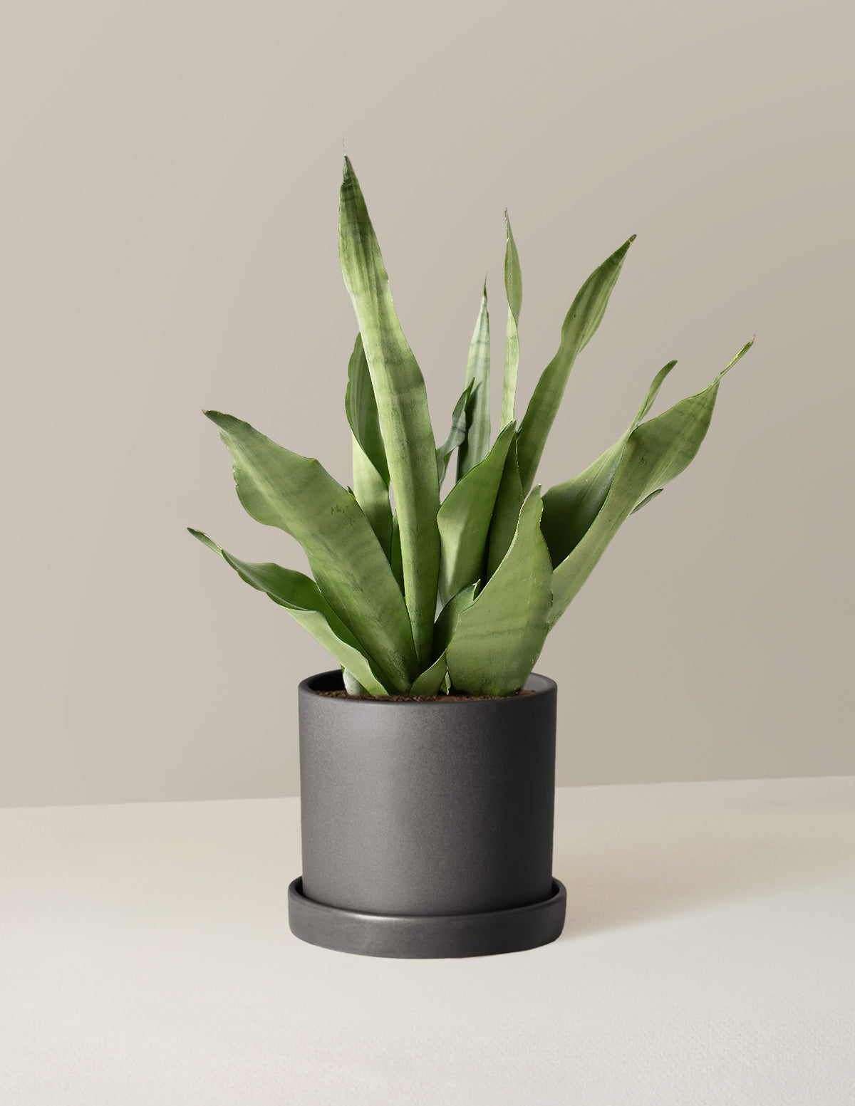  Moonshine Snake Plant