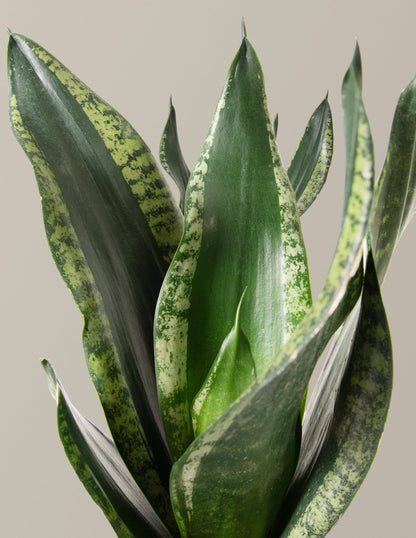  Snake Plant Silver Flame
