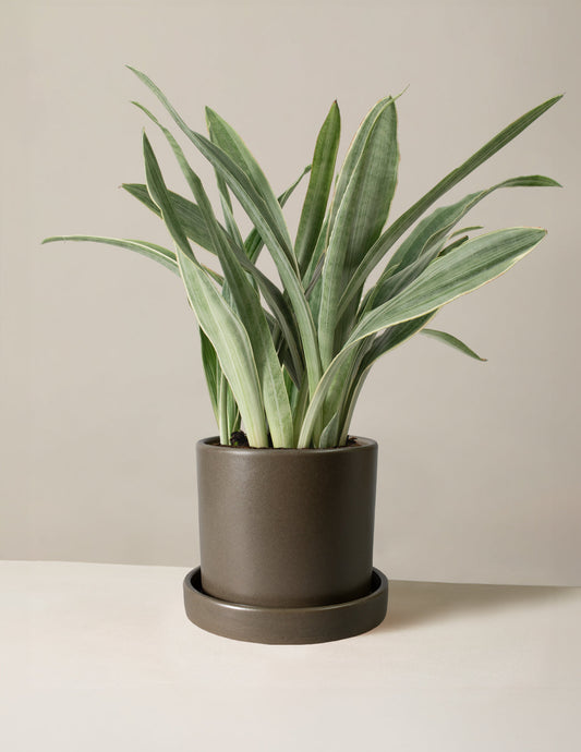  Snake Plant ‘Sayuri’