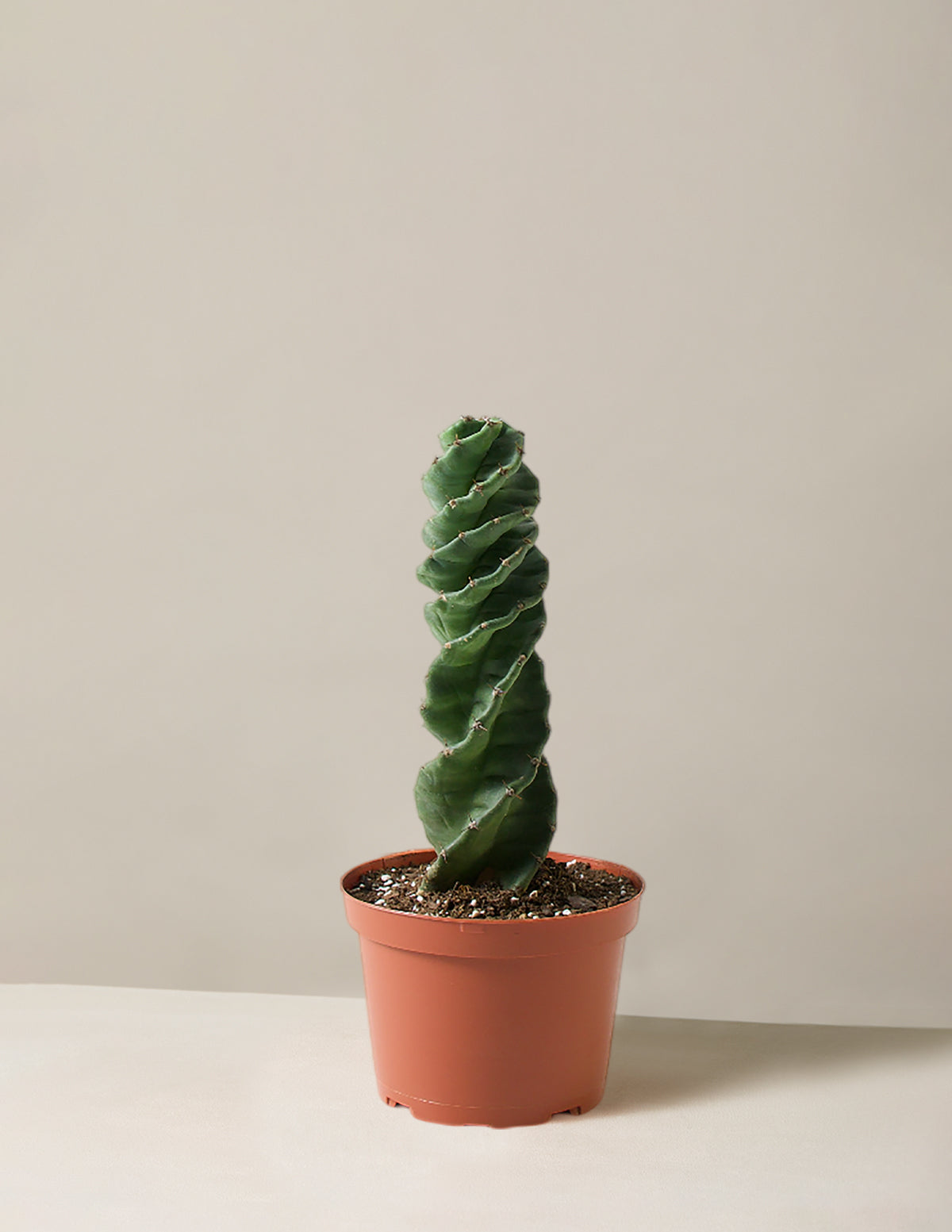  Cereus Forbesii 'Spiral Cactus'