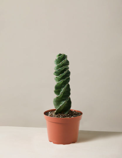  Cereus Forbesii 'Spiral Cactus'