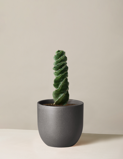  Cereus Forbesii 'Spiral Cactus'