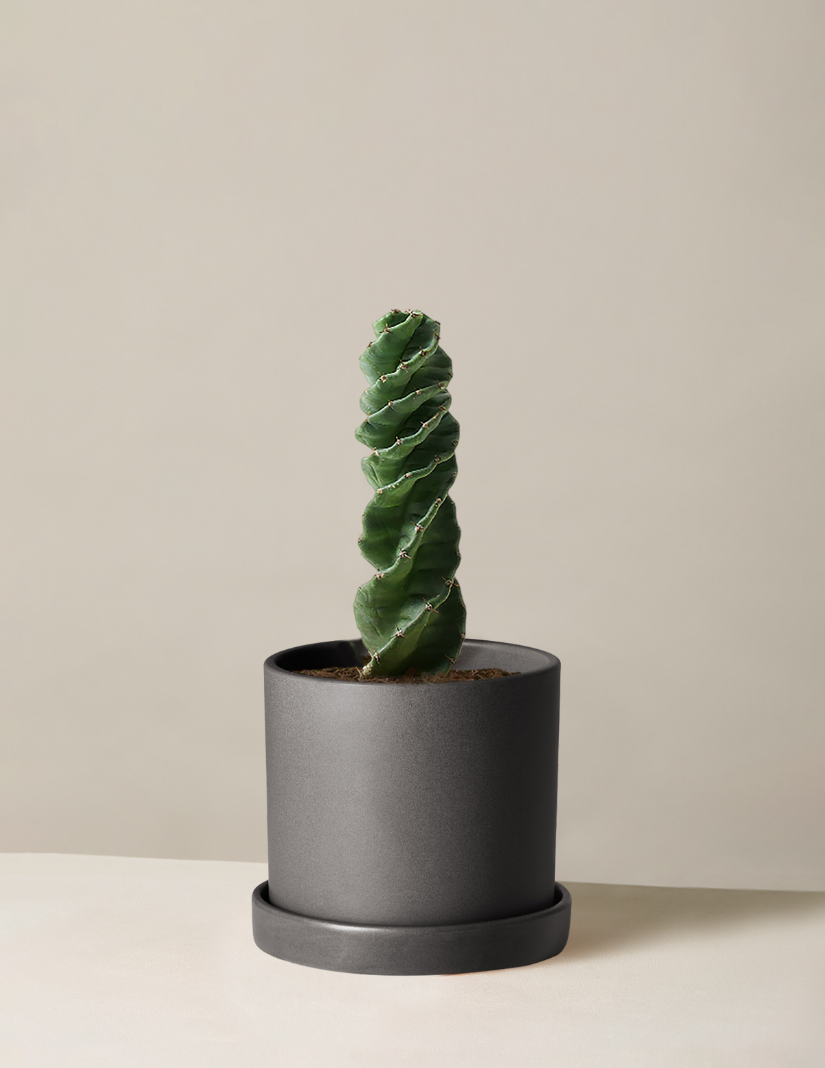  Cereus Forbesii 'Spiral Cactus'