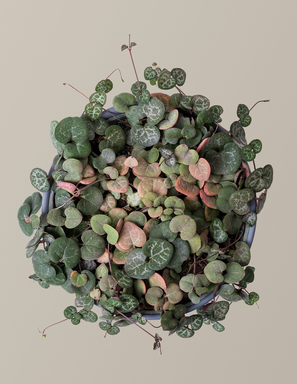  String Of Hearts