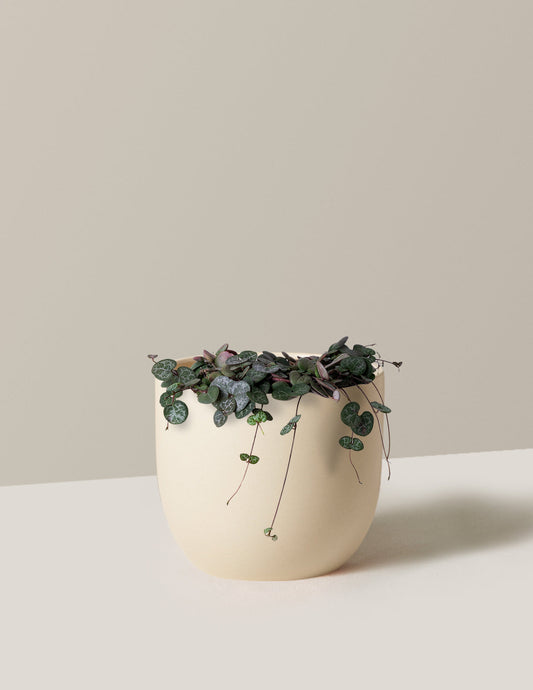  String Of Hearts