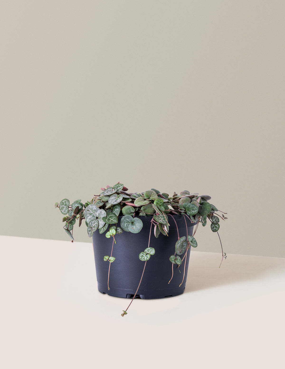  String Of Hearts