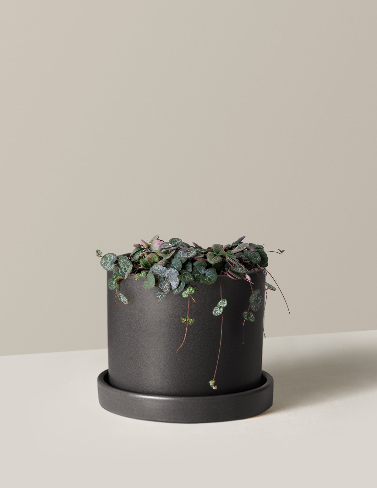  String Of Hearts