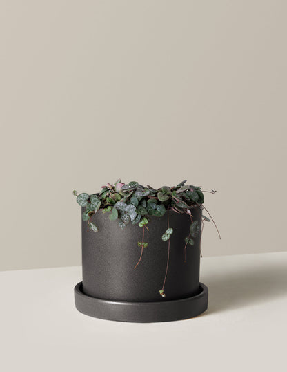  String Of Hearts