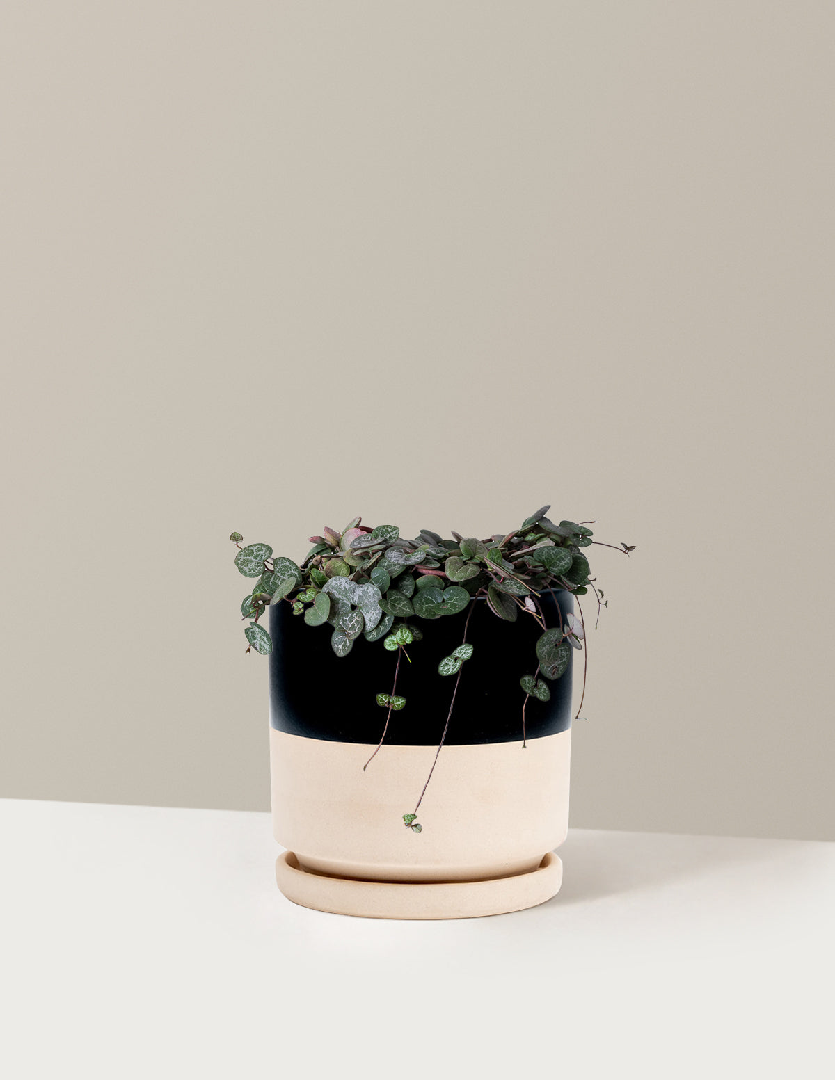  String Of Hearts