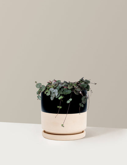  String Of Hearts