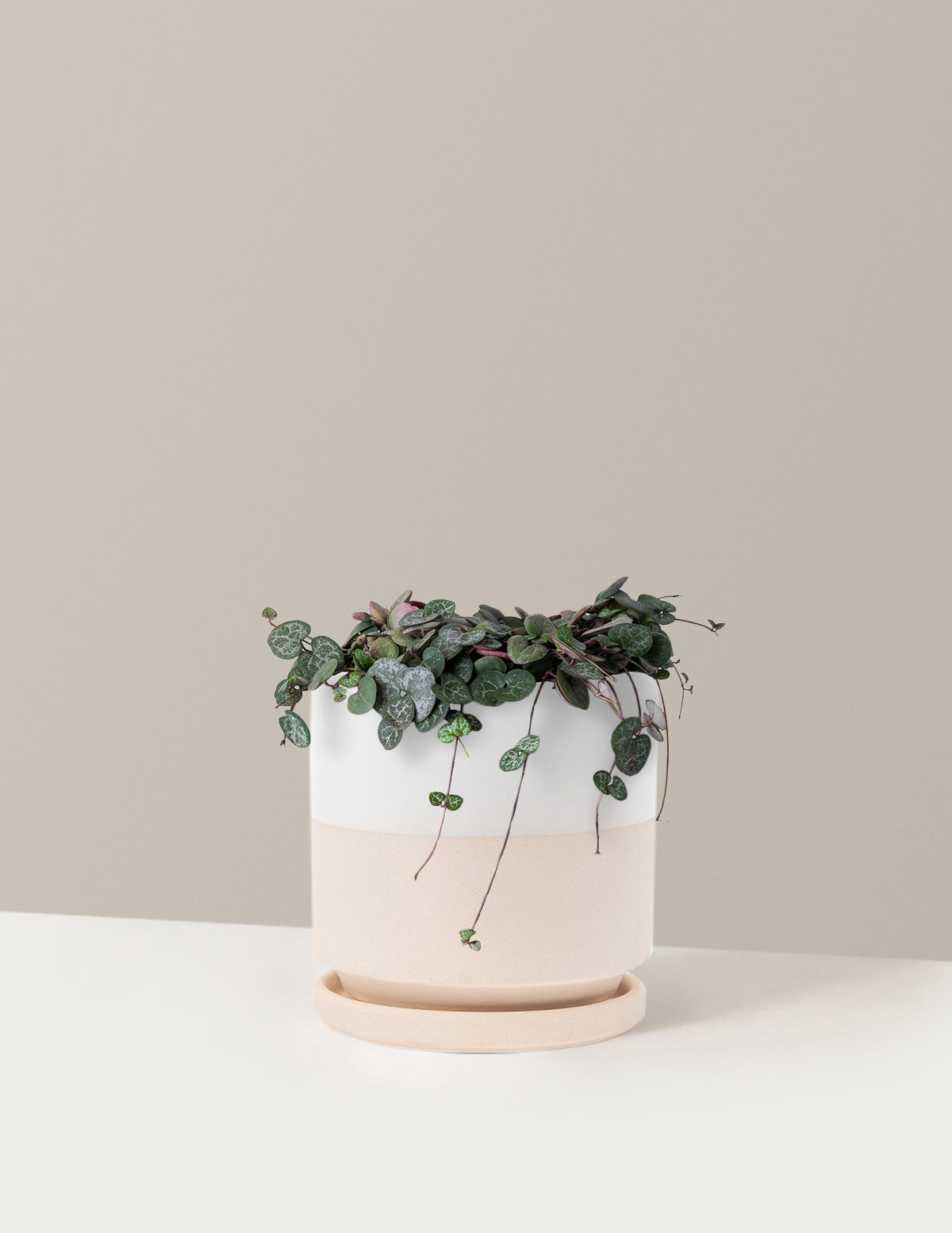  String Of Hearts