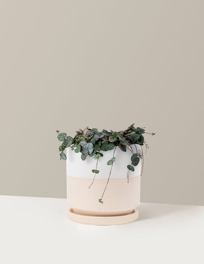  String Of Hearts