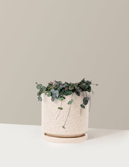  String Of Hearts