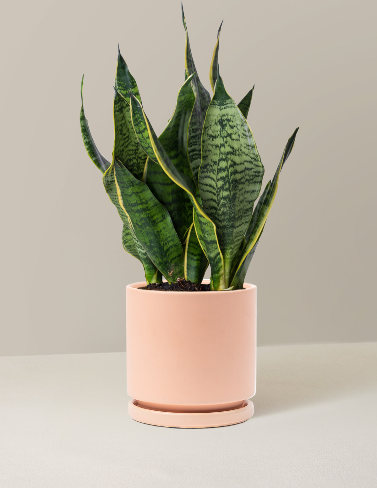  Snake Plant Futura Superba