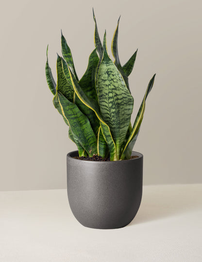  Snake Plant Futura Superba