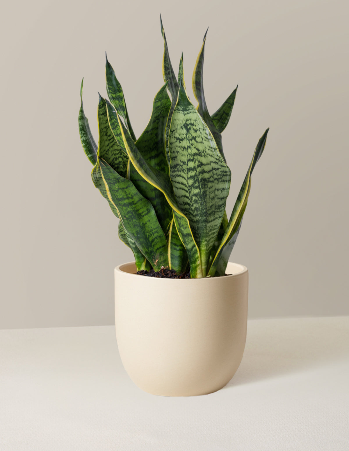  Snake Plant Futura Superba