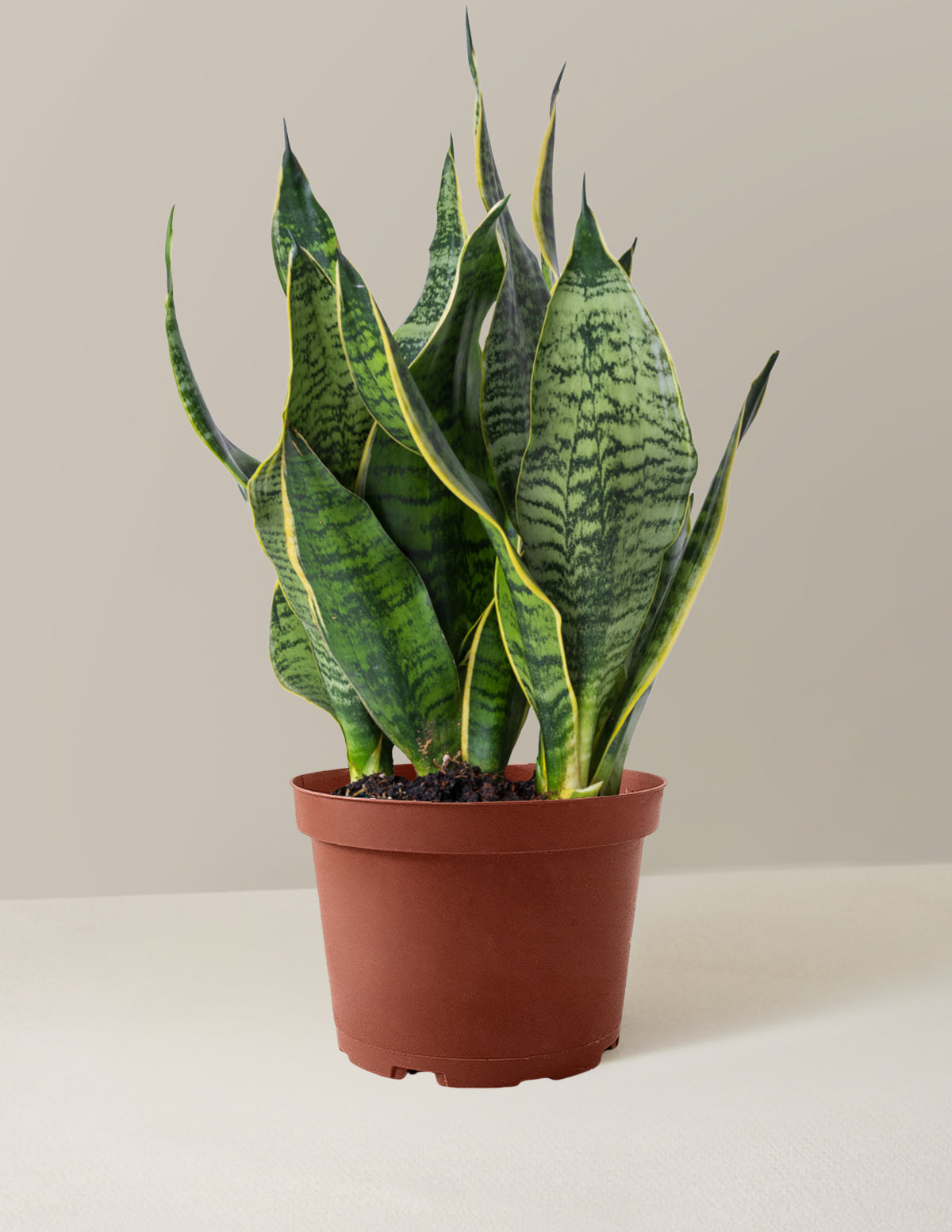  Snake Plant Futura Superba