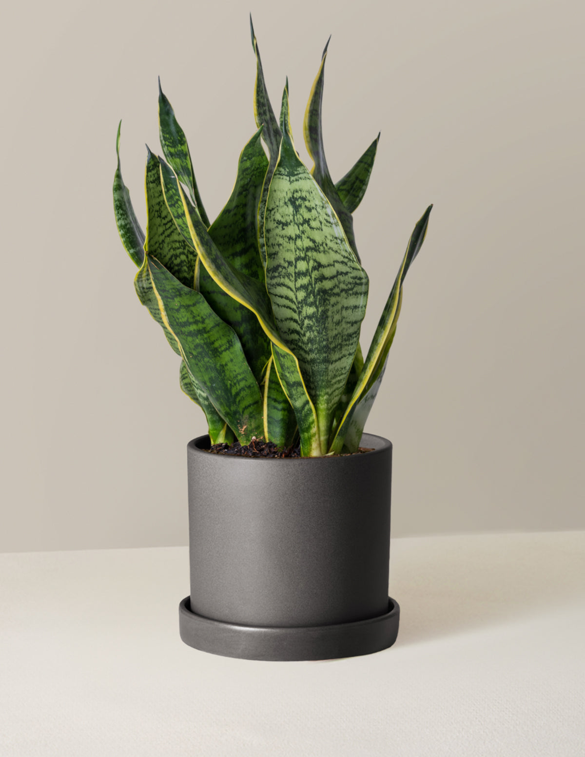  Snake Plant Futura Superba
