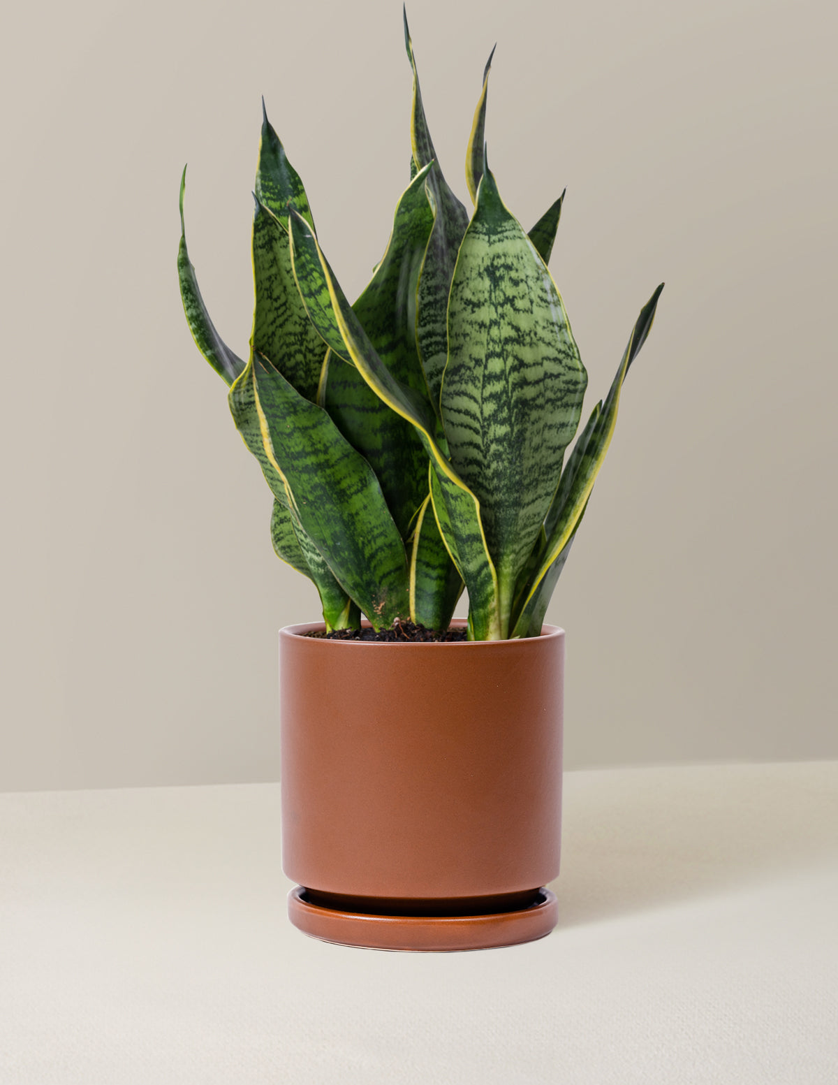  Snake Plant Futura Superba