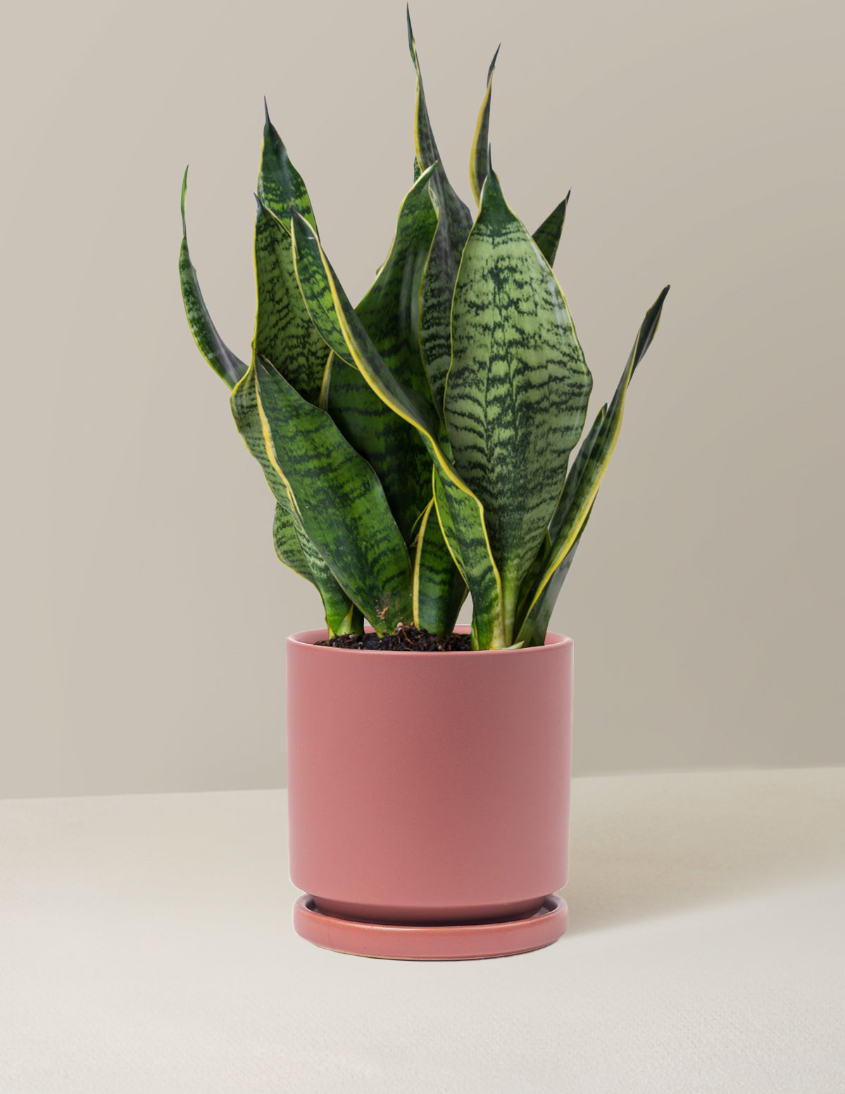  Snake Plant Futura Superba