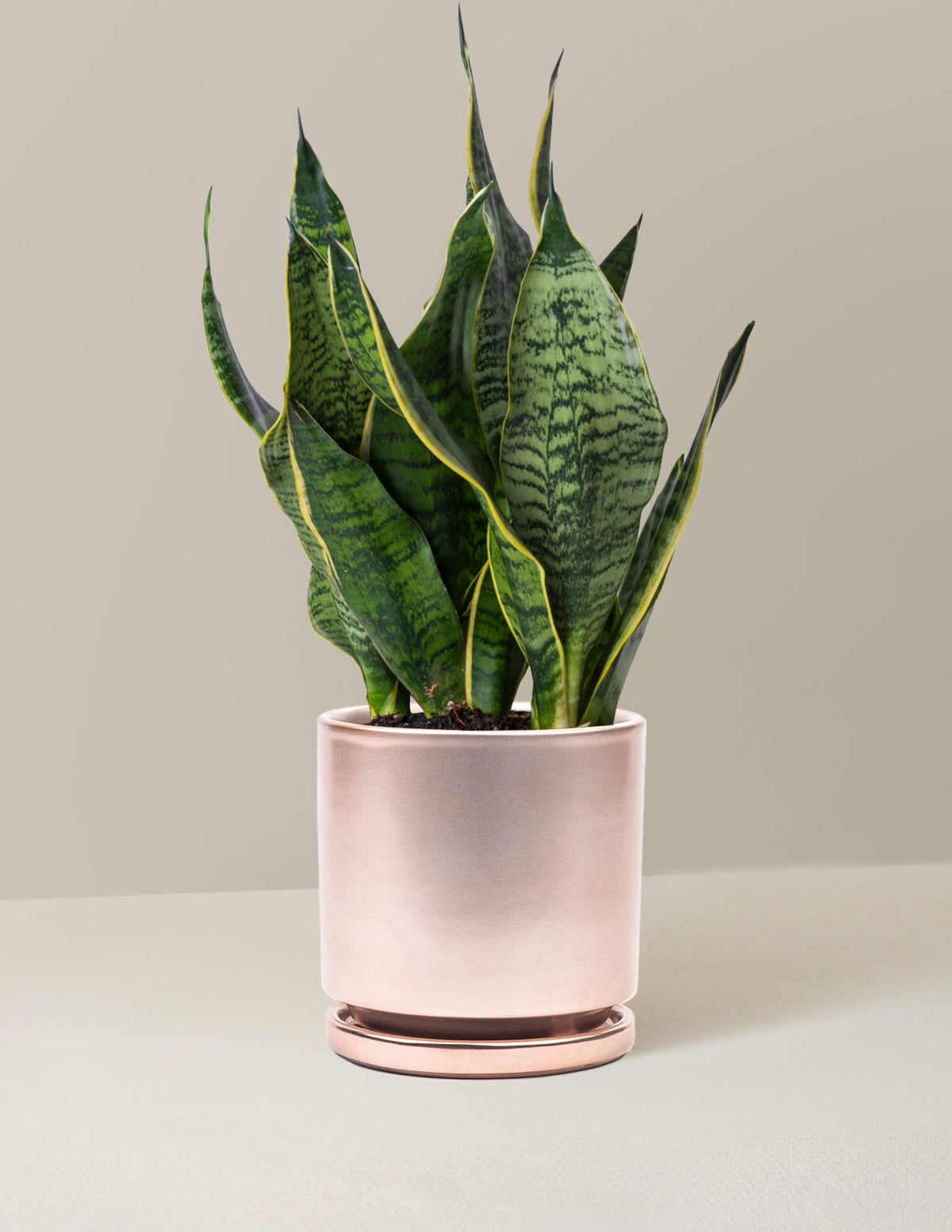  Snake Plant Futura Superba