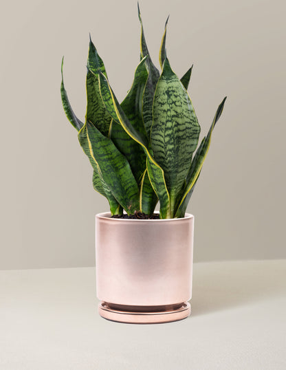  Snake Plant Futura Superba
