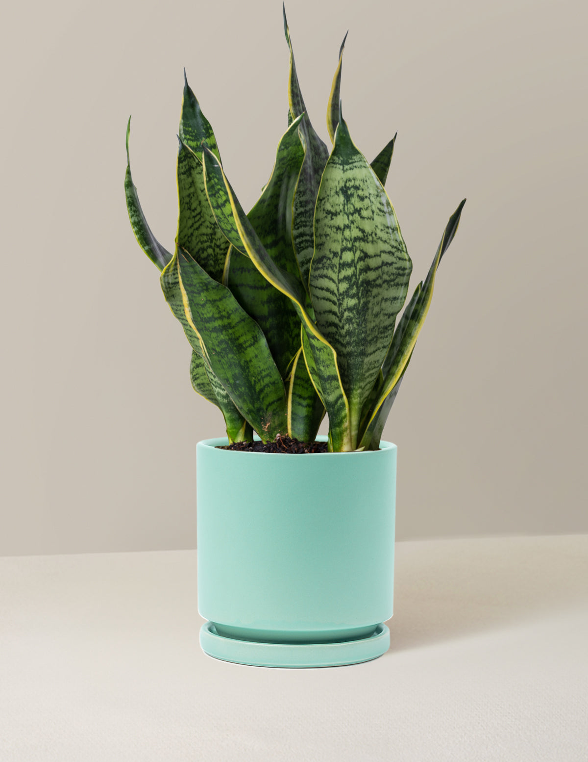  Snake Plant Futura Superba