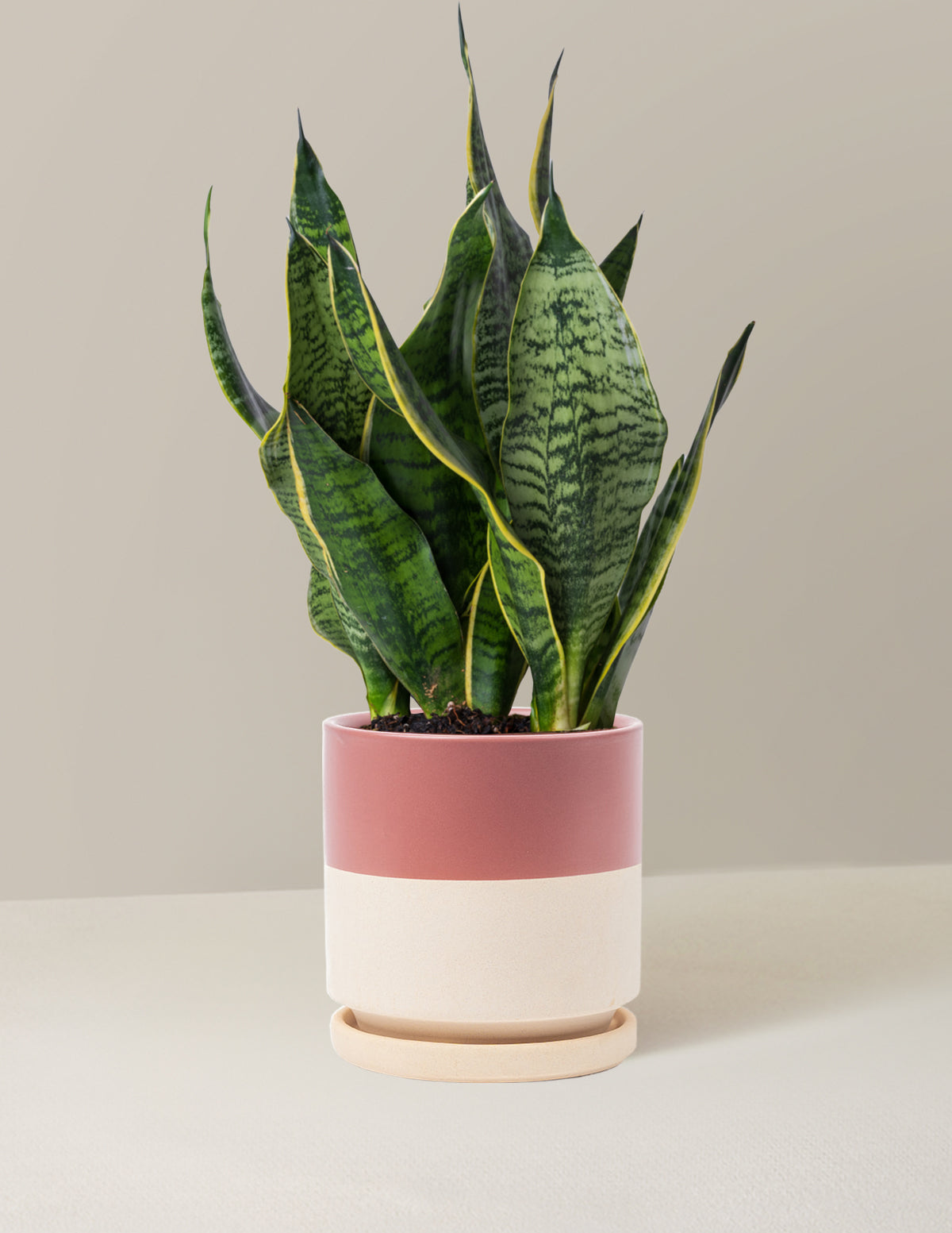  Snake Plant Futura Superba